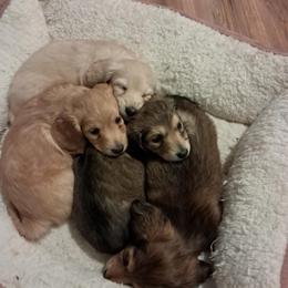 Dachshund Puppies from TNT MINI DACHSHUNDS