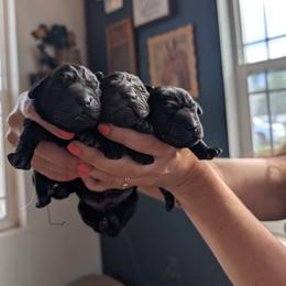 Black Male 2 - Black male Labrador Retriever puppy in Priest River, Idaho from Lazy Daisy Labs