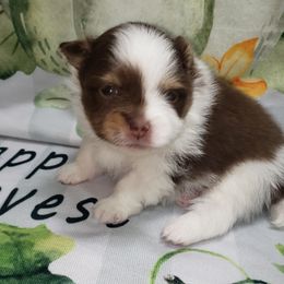 Sebastian - Chocolate and tan male Pomeranian puppy in Weatherford, Texas from Jeweled Poms