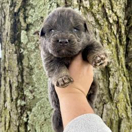 Ollie - Blue male German Shepherd puppy in Watervliet, Michigan from M&M Shepherd Farms