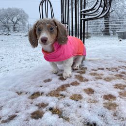 Dachshund Puppies from Tropic Dachshunds