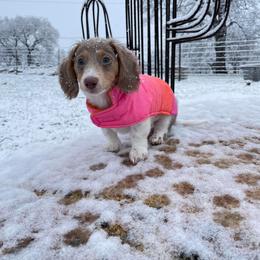 Dachshund Puppies from Tropic Dachshunds