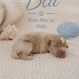 Blu - Parti male Goldendoodle puppy in Port Saint Lucie, Florida from Coastal Crown Doodles