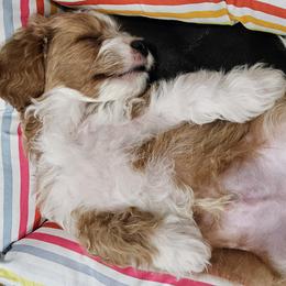 Cavapoo Puppies from Cool Cavapoos