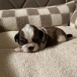 Shih Tzu Puppies from Irma Herrera
