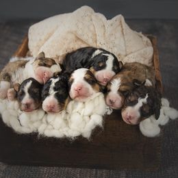 Bernedoodle Puppies from Country Creek Doodles