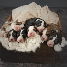 Bernedoodle Puppies from Country Creek Doodles