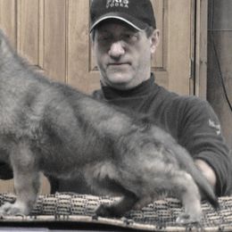 German Shepherds from Tonor-Steffca German Shepherd dogs