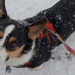 Pembroke Welsh Corgis from Whispering Willows Corgis
