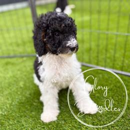 Orange - Tri-color female Bernedoodle puppy in Rockwall, Texas from Glory Doodles
