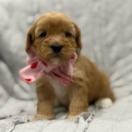 Penny - Red female Australian Labradoodle puppy in Calhoun, Louisiana from Arrowhead Australian Labradoodles