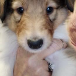 Lord Ceraxus - Sable merle and white male Collie puppy in Elmhurst, Illinois from Stacey's Collies