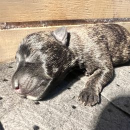 Bob - Brindle male Scottish Terrier puppy in Chattanooga, Tennessee from Oodles of Cuties!