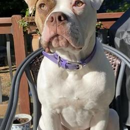 American Bulldogs from M T POCKETS AMERICAN BULLDOGS