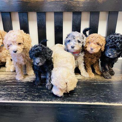 Posh Doodles of VA in Virginia | Goldendoodle puppies | Good Dog