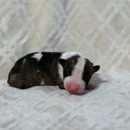 Girl 1 - Brindle and white female Bull Terrier puppy in Texas from The Bull Terrier Breeder