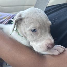 Daenerys - Harlequin female Great Dane puppy in Florida from Beachside Kennels
