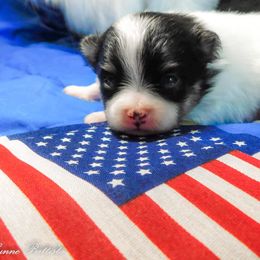 Pomeranian Puppies from Pawsome Poms