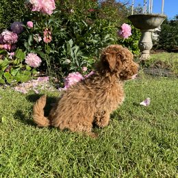 Maltipoo Puppies from Jessica's Maltipoos