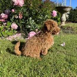 Maltipoo Puppies from Jessica's Maltipoos