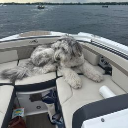 Assorted Doodle Crosses and Newfypoo All Grown Up from Arizona Doodle Trails