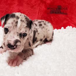 Great Dane Puppies from Windy Ridge Danes