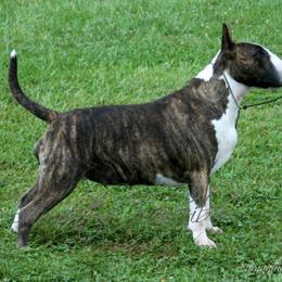Carlee - Bull Terrier