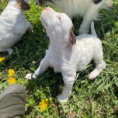 English Setter Puppies from English Setter Farms