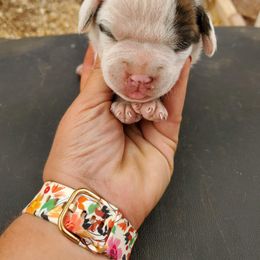 Girl 2 - American Bulldog puppy in Yellville, Arkansas from Offerman Family Bulldogs