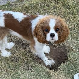 Cavalier King Charles Spaniel All Grown Up from King Royal Cavaliers