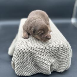Garth - Red tri male Miniature Australian Shepherd puppy in Queen Creek, Arizona from Arizona Aussies