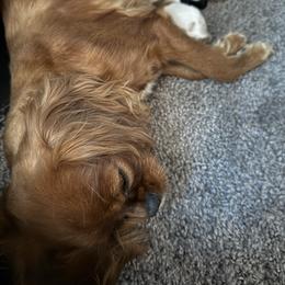 Annie - Cavalier King Charles Spaniel