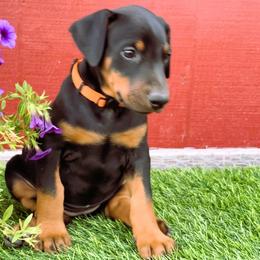 Ginger Girl - Black and rust female Doberman Pinscher puppy in Orcutt, California from Solomon Creek K9