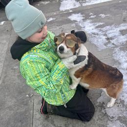 Pembroke Welsh Corgi Puppies from Trowbridge Corgis