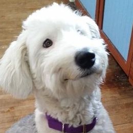 Ginger - Old English Sheepdog