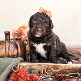 Indigo - Phantom female Poodle puppy in Gaylord, Michigan from Dog Mom Co. Poodles
