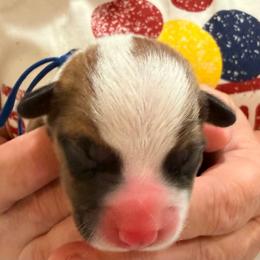 Simon - Blue Boy - Red male Pembroke Welsh Corgi puppy in Woodinville, Washington from Heatherland Corgis
