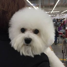 Bichon Frises from Destiny Bichons