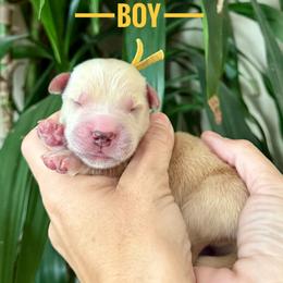 Sun - Golden male Golden Retriever puppy in El Cajon, California from Grove Haven Canines
