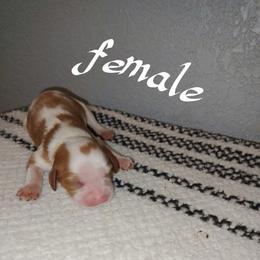 Sherry - Blenheim female Cavalier King Charles Spaniel puppy in Lambertville, Michigan from Dream Dog LLC