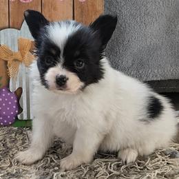 Cotton - White and black male Papillon puppy in Dorset, Ohio from Classy Country Papillons