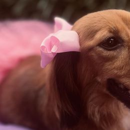 Dachshunds from Digging dachshunds