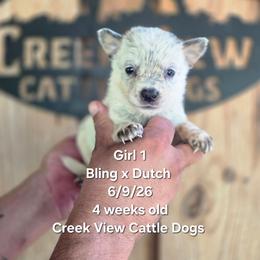 Girl 1 - Blue mottled female Australian Cattle Dog puppy in Monroe, North Carolina from Creek View Cattle Dogs