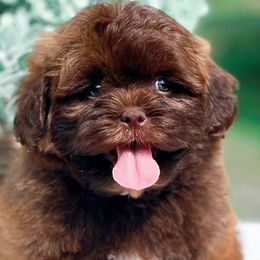 Bernedoodles, Cavalier King Charles Spaniels, Cavapoos, Goldendoodles, and Shihpoos from NC Doodle Puppies