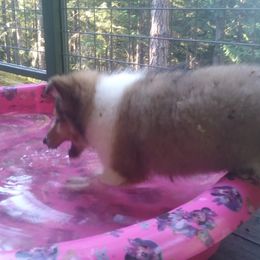 Collie Puppies from Foxglove Farms Collies