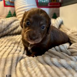 Jill - Chocolate and tan female Dachshund puppy in Aiken, South Carolina from State Eight Dachshunds