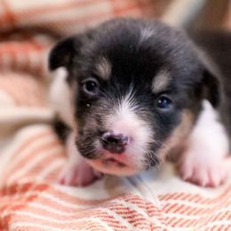 Ceder - Black and tan male American Corgi puppy in Plains, Montana from Diamond Corgis