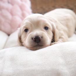 Teal collar - Cream male Dachshund puppy in Mc Donough, Georgia from Hot Diggity Doxies