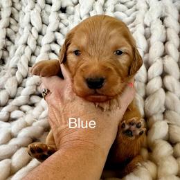 Blue - Dark golden male Golden Retriever puppy in Calistoga, California from Willow’s AKC Golden Retrievers