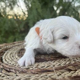 Joffrey - White male Miniature Schnauzer puppy in Menifee, California from Moonshine’s Minis